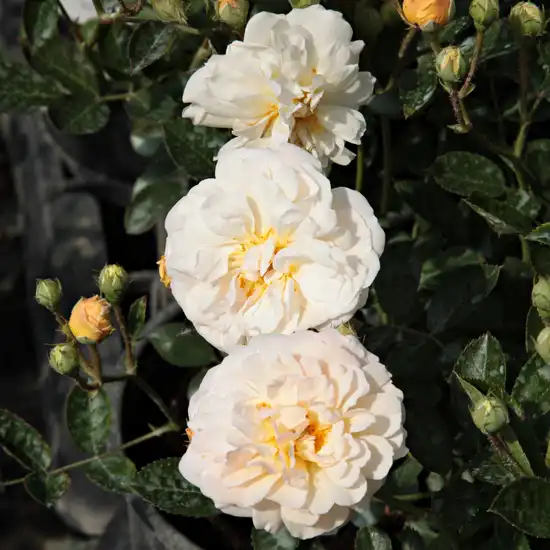 Trandafir cu parfum intens - Trandafiri - Ghislaine de Féligonde - Trandafiri online